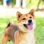 Een Shiba Inu hond