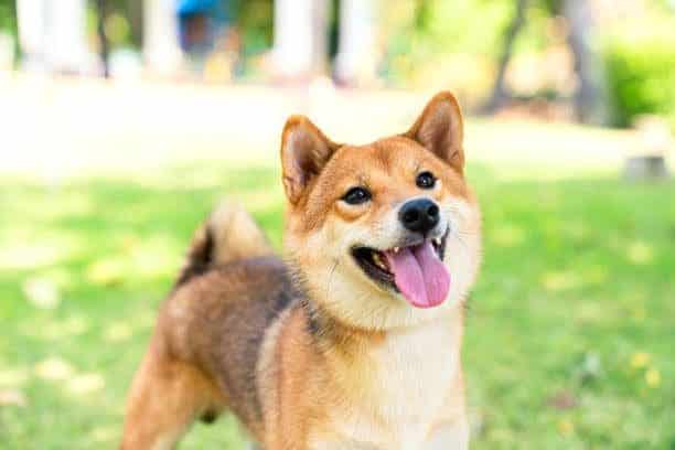 Een Shiba Inu hond